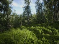 N, Sogn og Fjordane, Sogndal, Birchforest 3, Saxifraga-Willem van Kruijsbergen